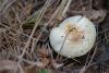 agaricus_01_t1.jpg