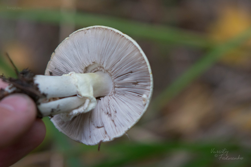 agaricus_02.jpg