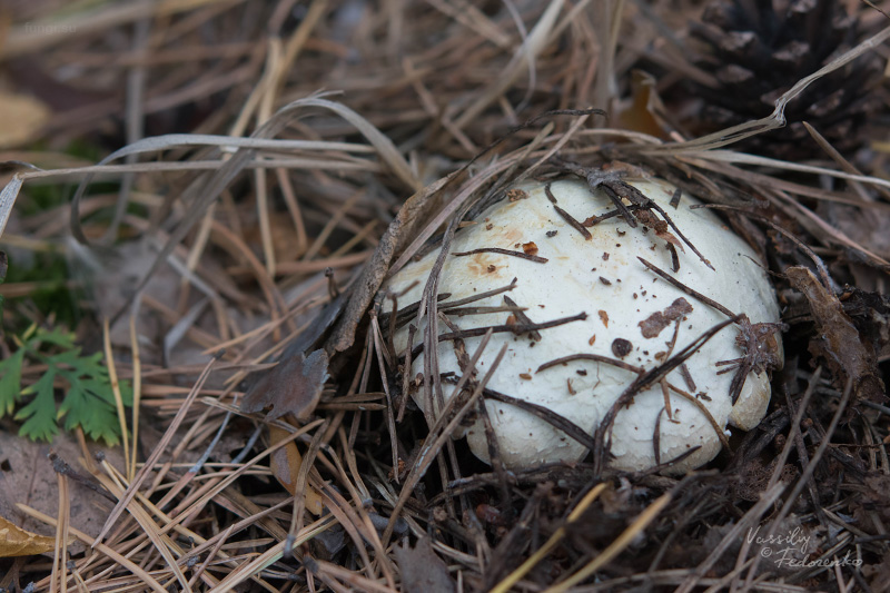 agaricus_03.jpg