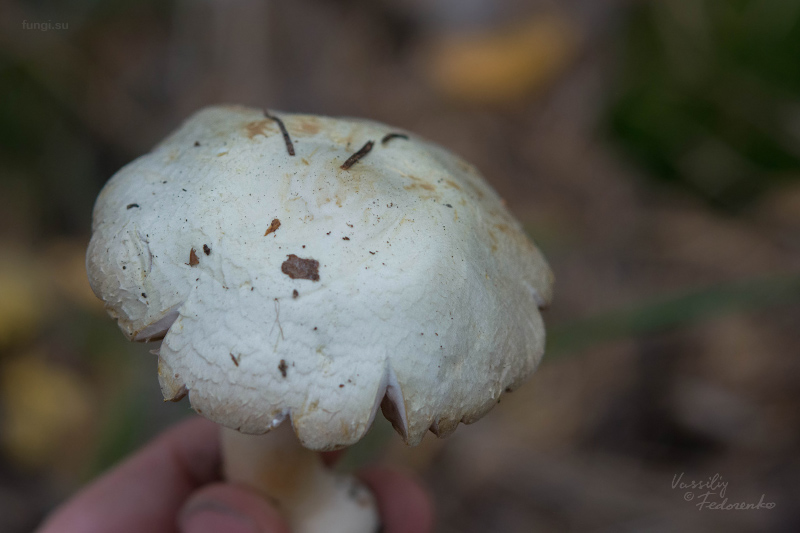 agaricus_04.jpg