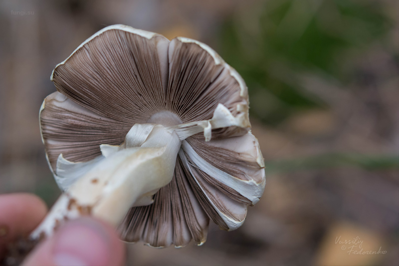 agaricus_05.jpg