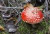 amanita-muscaria_01_t1.jpg