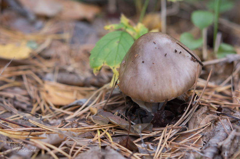 amanita-porphyria_01.jpg
