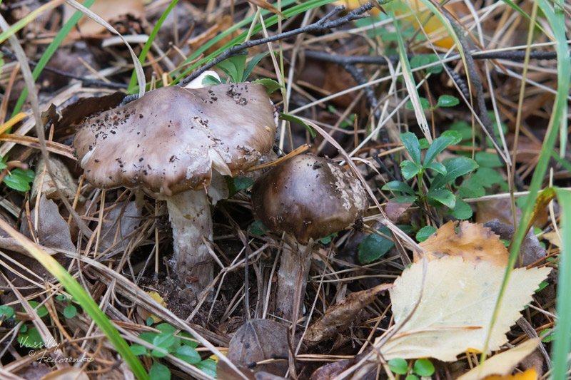 amanita-porphyria_01_1.jpg