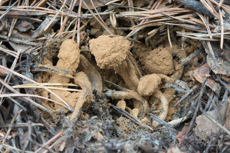 asterophora_01.jpg