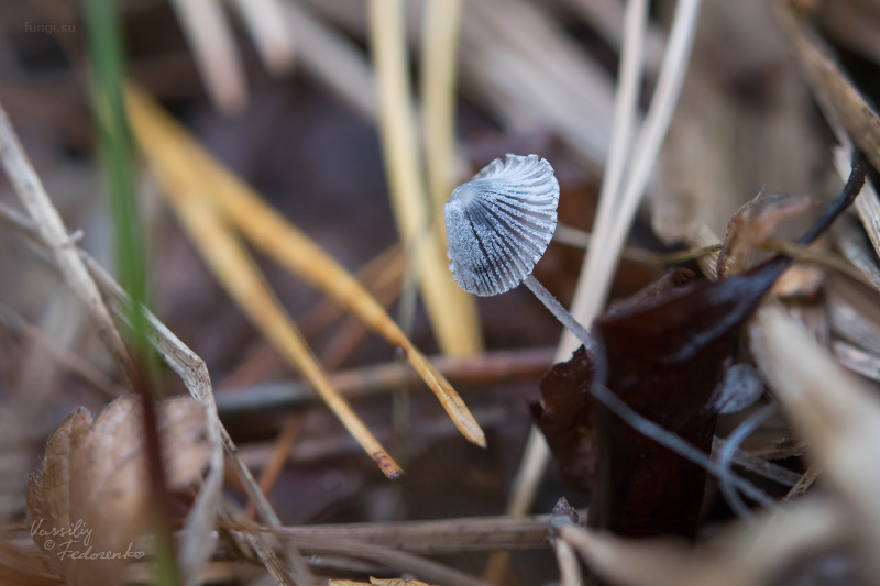 coprinopsis_01.jpg