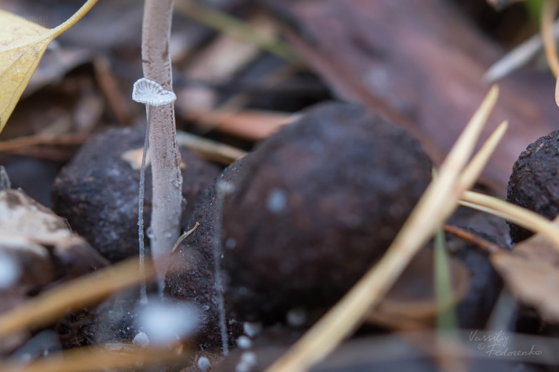 coprinopsis_02.jpg