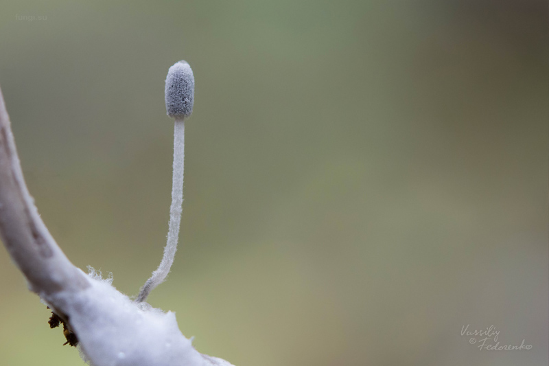 coprinopsis_04.jpg