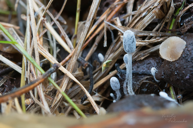 coprinopsis_05.jpg