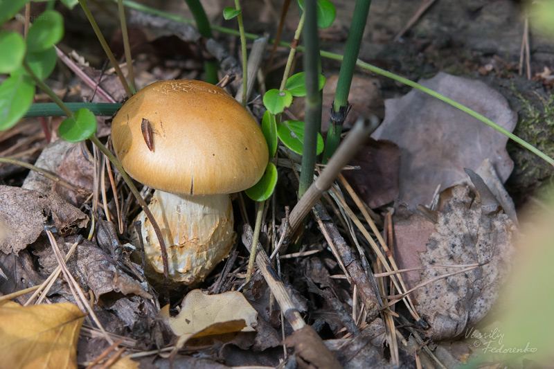 cortinarius-triumphans_01.jpg