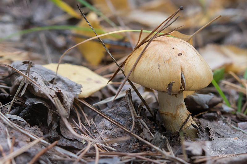 cortinarius-triumphans_01_1.jpg