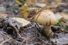 cortinarius-triumphans_01_t1_1.jpg