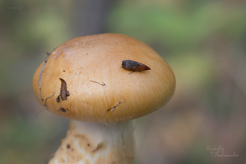 cortinarius-triumphans_02.jpg