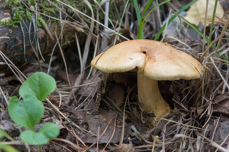 cortinarius-triumphans_02_1.jpg