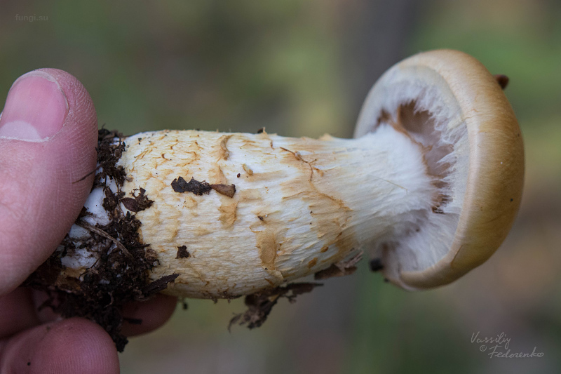 cortinarius-triumphans_03.jpg