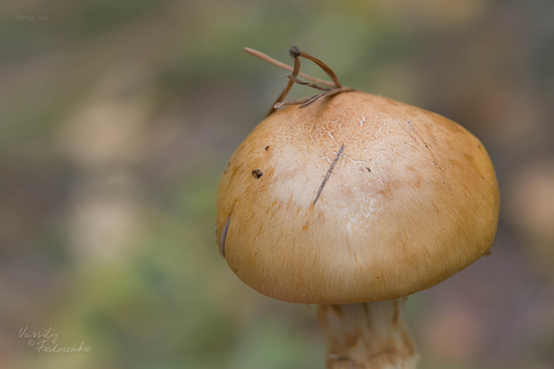 cortinarius-triumphans_03_1.jpg