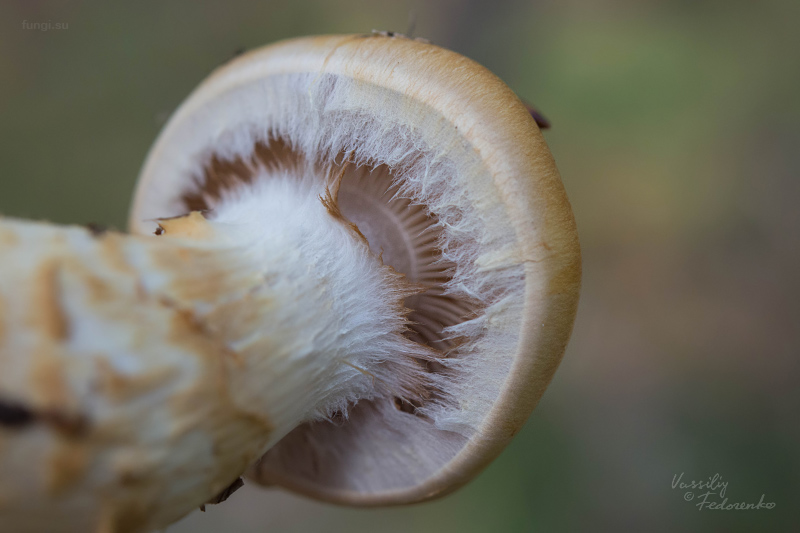 cortinarius-triumphans_04.jpg