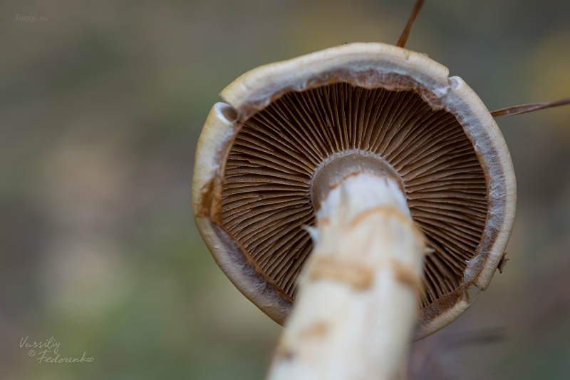 cortinarius-triumphans_04_1.jpg