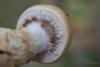 cortinarius-triumphans_04_t1.jpg