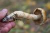 cortinarius-triumphans_05_t1.jpg