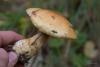 cortinarius-triumphans_06_t1.jpg