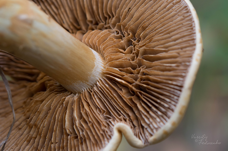 cortinarius-triumphans_07.jpg