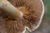 cortinarius-triumphans_07_t1.jpg