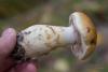 cortinarius-triumphans_08_t1.jpg