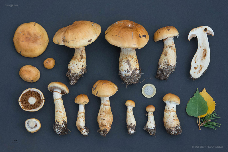 cortinarius-triumphans_10.jpg
