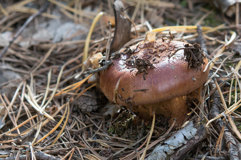 cortinarius_01.jpg