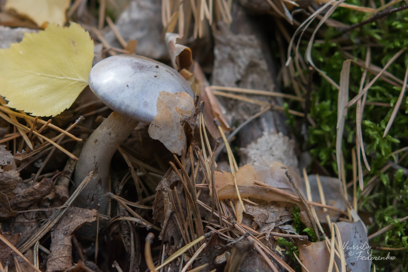 cortinarius_01_1.jpg