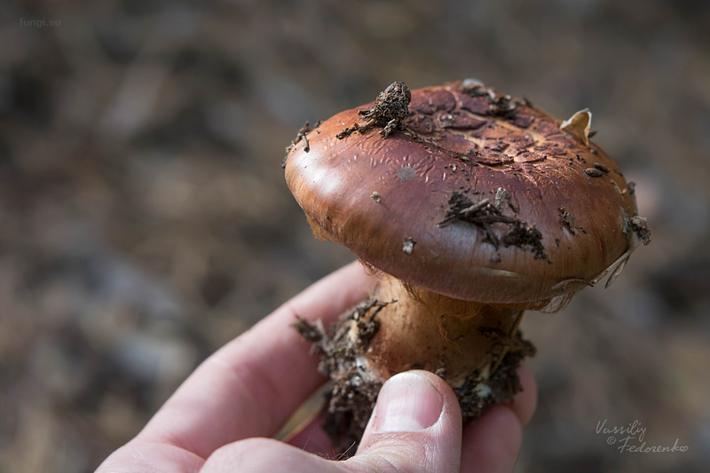 cortinarius_02.jpg