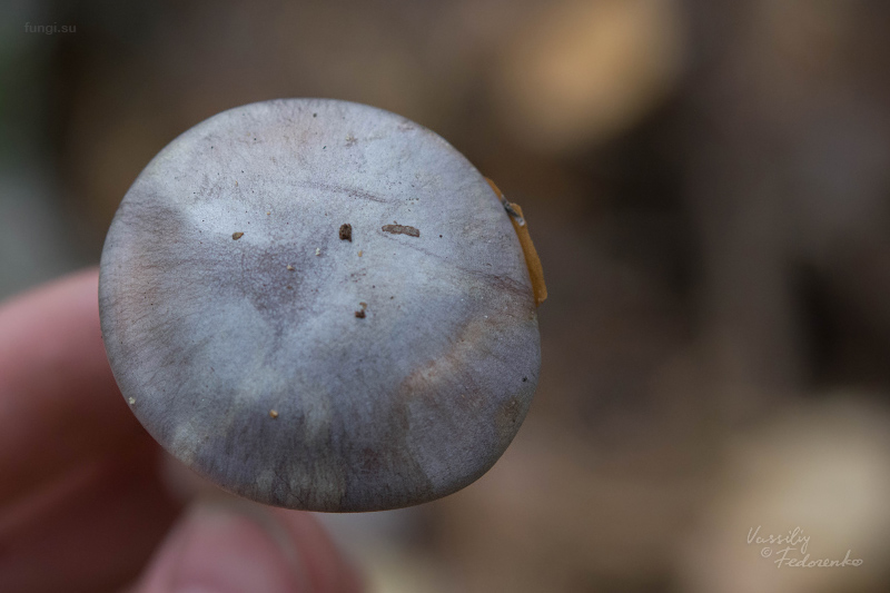 cortinarius_02_1.jpg