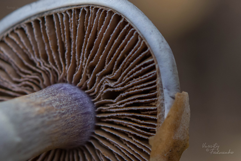 cortinarius_03.jpg