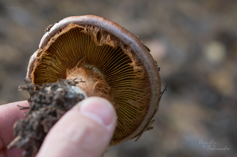 cortinarius_03_1.jpg