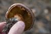 cortinarius_03_t1_1.jpg