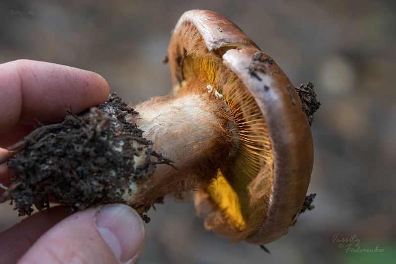 cortinarius_04.jpg