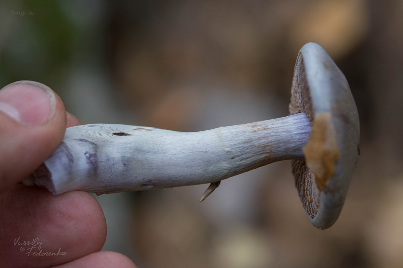 cortinarius_04_1.jpg