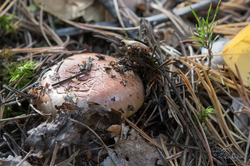 cortinarius_05.jpg