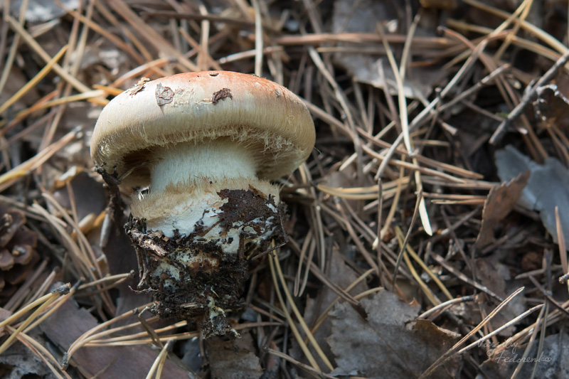 cortinarius_06.jpg