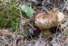 cortinarius_06_t1_1.jpg