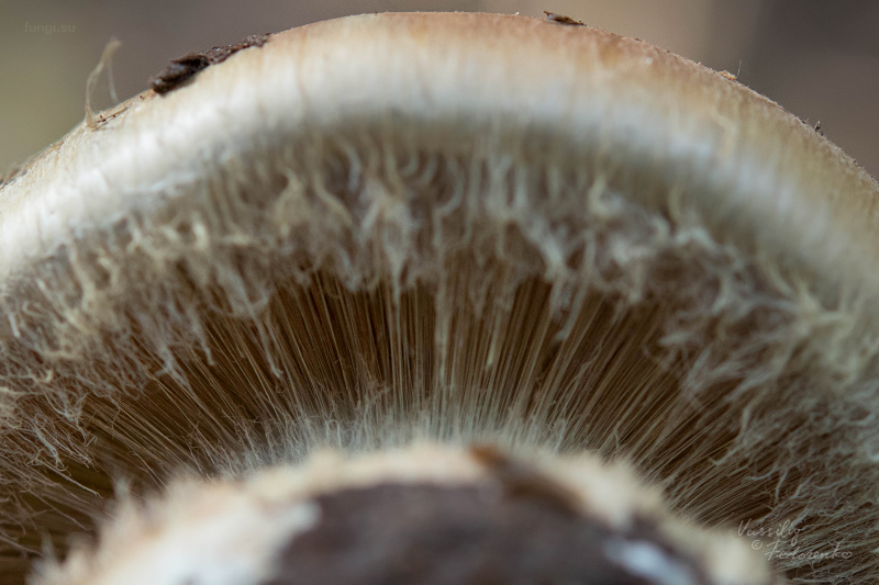 cortinarius_07.jpg