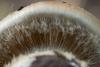 cortinarius_07_t1.jpg