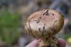 cortinarius_07_t1_1.jpg