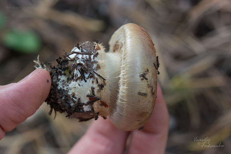 cortinarius_08.jpg