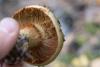 cortinarius_08_t1_1.jpg