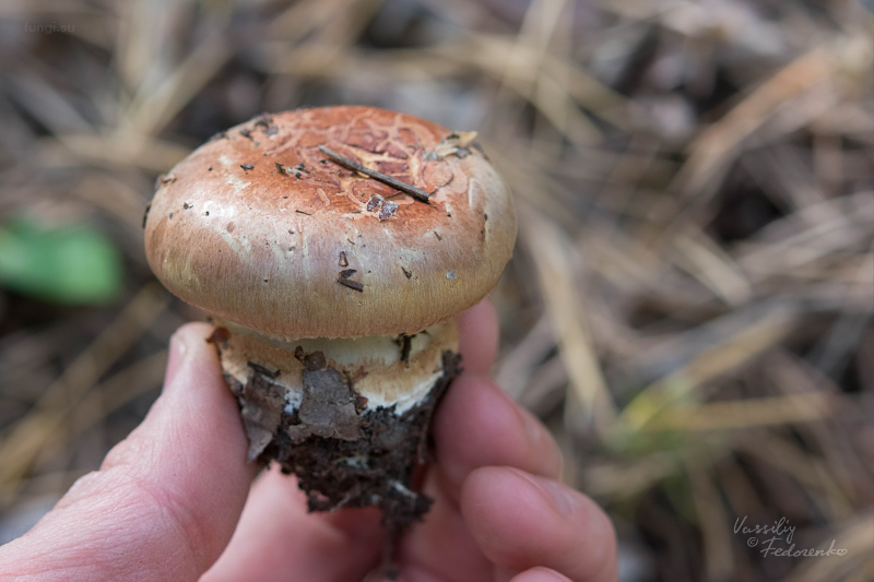 cortinarius_09.jpg