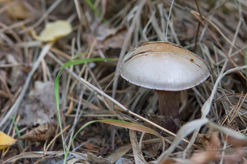 cortinarius_10.jpg