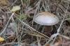 cortinarius_10_t1.jpg