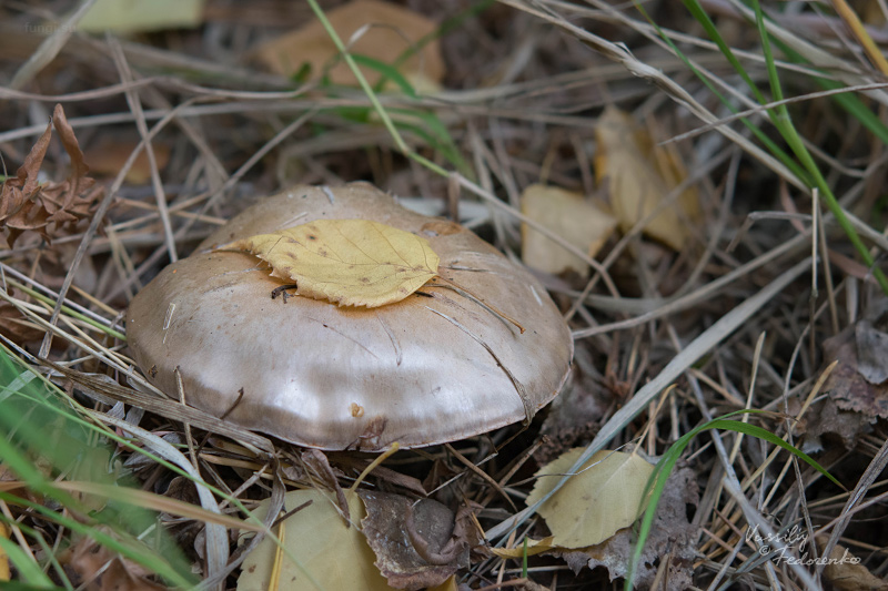 cortinarius_11.jpg